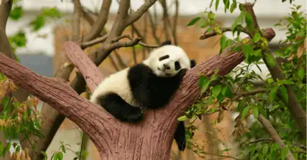 What Animal Am I?