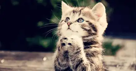 Spirit Animal Quiz - What Is My Spirit Animal? 2025 UPDATED
