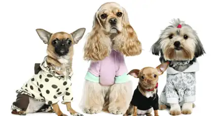 What Kind of Dog Am I Quiz